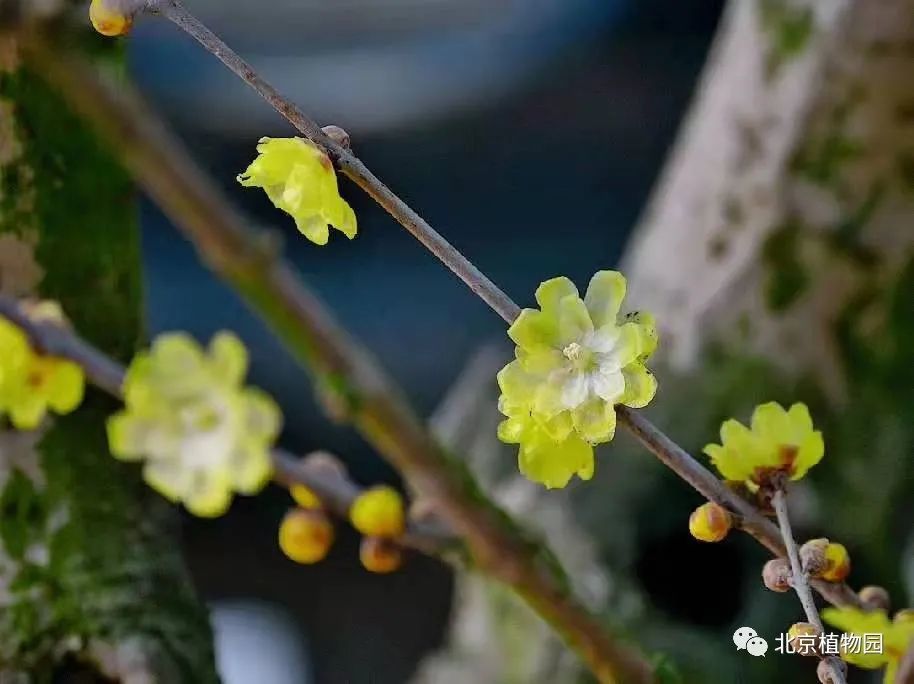 暗香扑鼻来，花开正当时！北京号带您“云”赏蜡梅