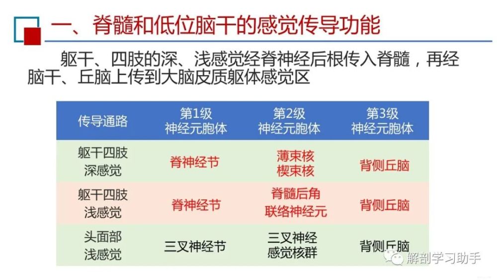 说明:躯干四肢以及头面部的躯体感觉(深感觉和浅感觉)传导通路的共同