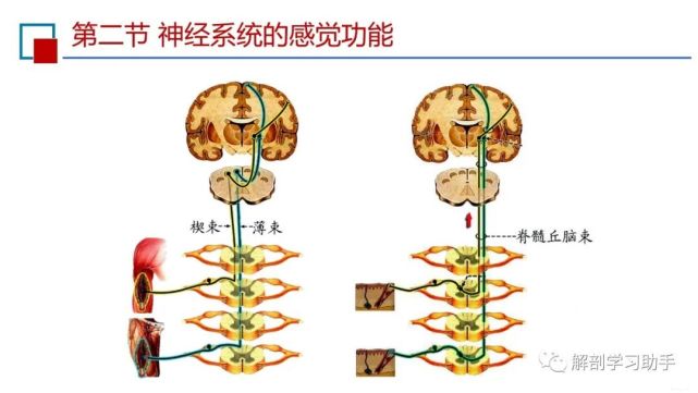 神經系統的感覺功能