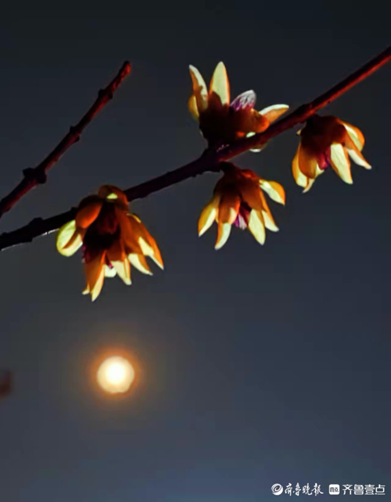 明月映梅花,夜晚添美景_腾讯新闻