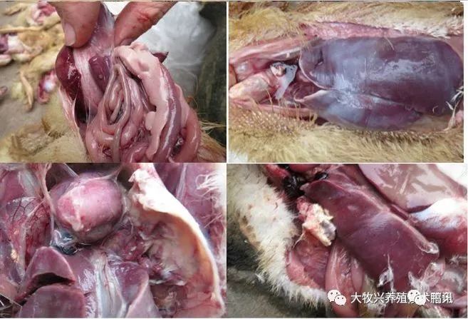 为何现在鸭病越来越多浆膜炎越来越难治学会这几点让你不再惧怕