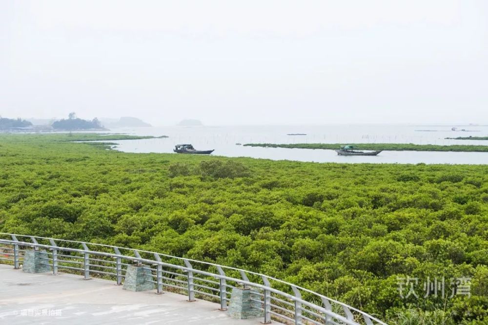 钦州湾·实景图红树林间寄宿着大量的美景茂密的枝叶间盛开着朵朵