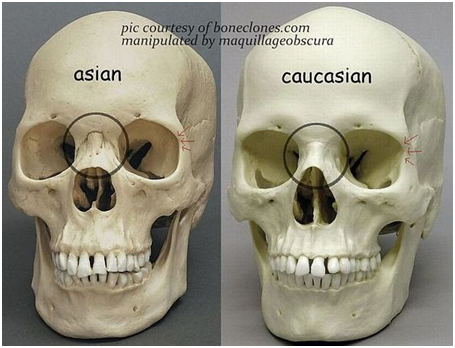 亚洲人会稍微平缓一点,欧洲男性的头骨比亚洲男性的头骨要相对大业沣