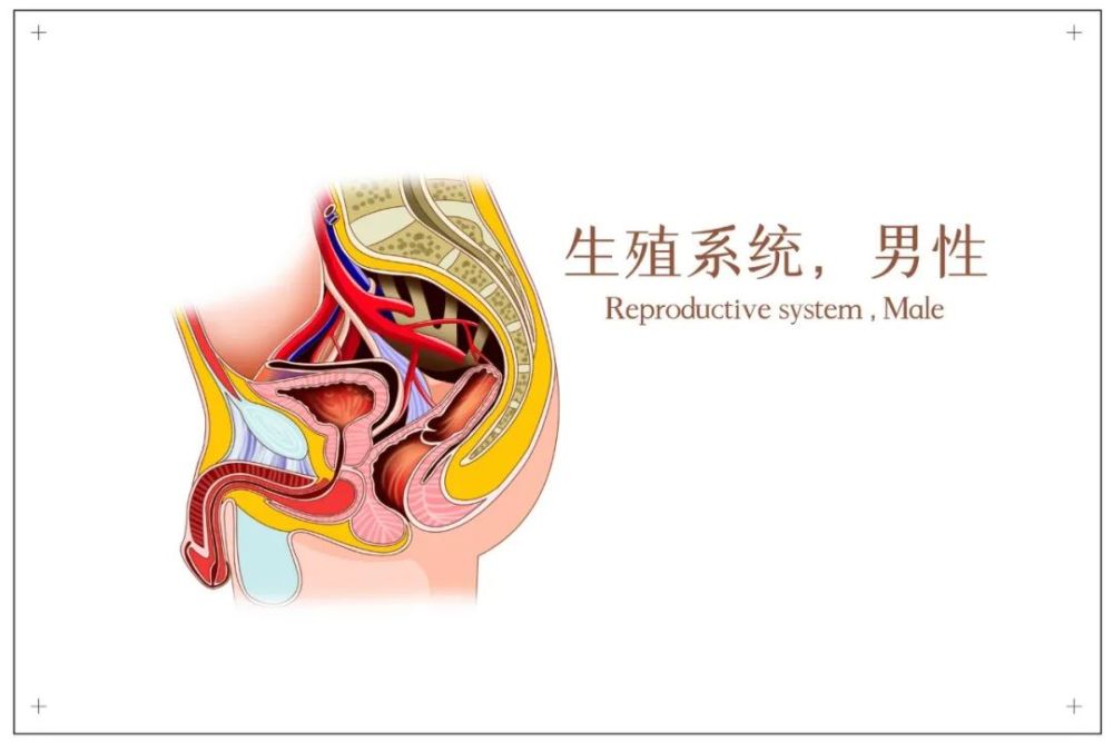 遺傳病家族史精索靜脈曲張者腮腺炎史(腮腺炎遷延引起的睪丸炎,容易