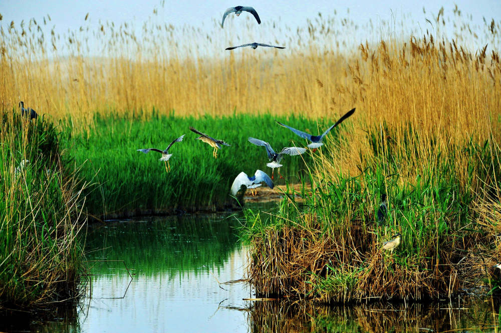万物复苏 春游宁夏沙湖不负浪漫好时光_腾讯新闻
