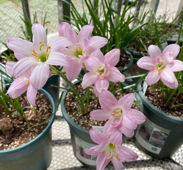 1種花沾土就活光照肥水充足從春開到秋花多又豔