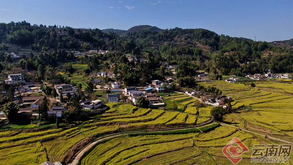 保山昌宁:油菜花开扮靓美丽乡村|油菜花|昌宁县|田园镇|保山市|温泉镇