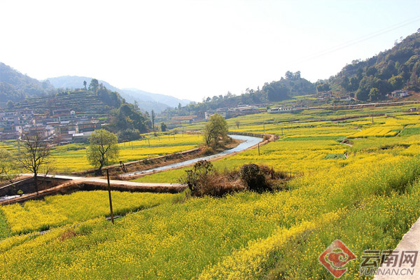 把一個個小村莊包裹成了一道道美麗的風景,絢爛的油菜花成為鄉村風景