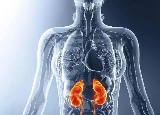 尿毒症|肾脏|肾病|心脑血管疾病|高血压|慢性肾病