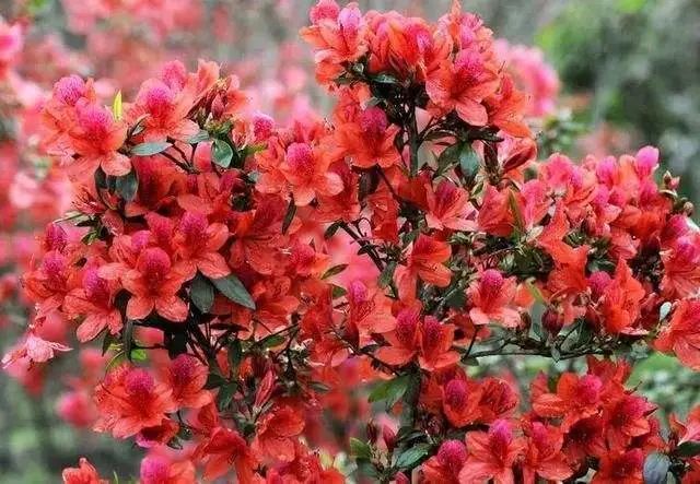 魅力江西井冈杜鹃