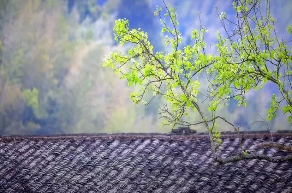 春雨至萬物生汾酒節氣志