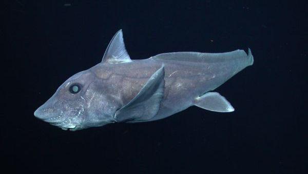 新西兰海域发现幽灵鲨鱼身体疑似多物种拼接好像外星生物