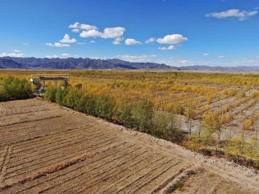 戈壁滩上现绿洲