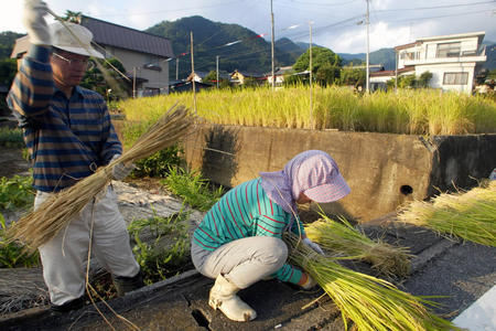 日本水稻的亩产量有多少斤与我国水稻相比有哪些优势