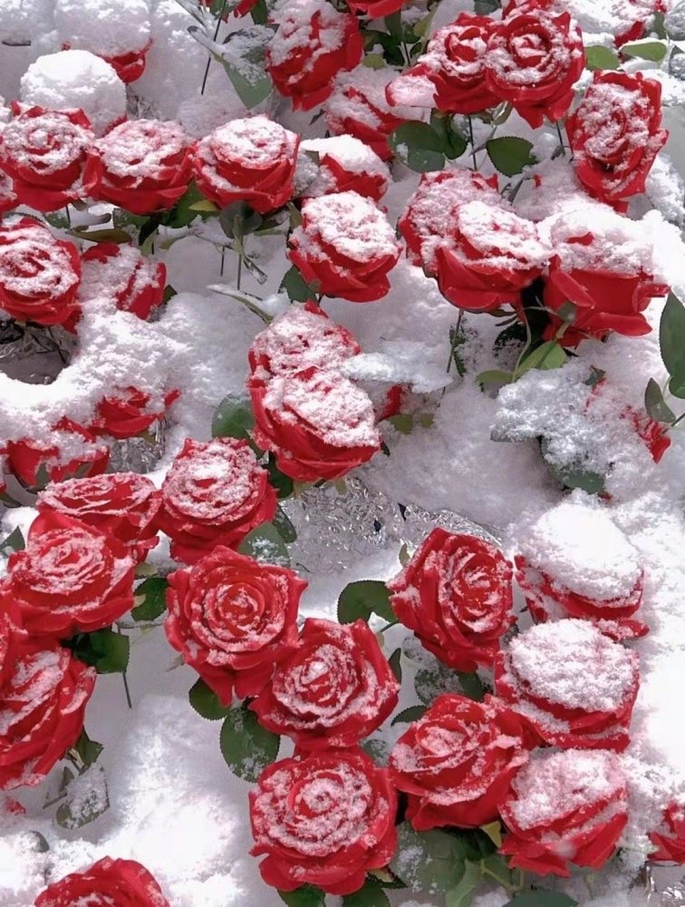 组图若是雪地种玫瑰