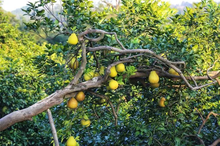 柚子树是常绿树,叶绿果香花醉人,每逢秋收时节,满树满园黄灿灿的柚子