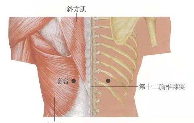 穴位知识意舍平脾俞脾气安则聪慧能健脾化湿和中利胆