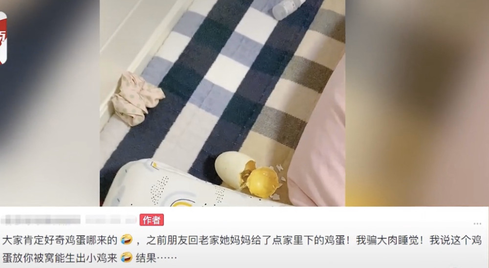河北女子去婆婆家过年回来后家里的鸡蛋竟孵出小鸡原因让人很意外