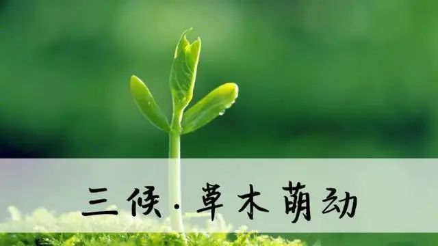 三候:草木萌动|第三个五日,天地间阴阳交泰,出现生机,草木乘此生机