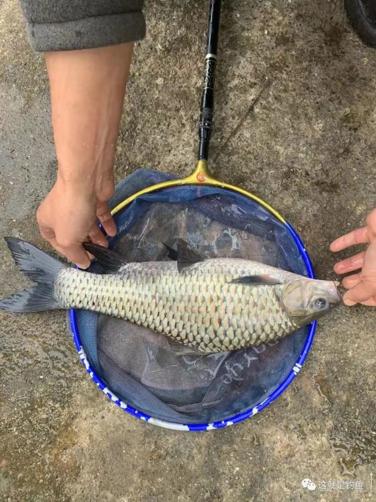 長江土著學名用中華打頭的魚中華倒刺䰾