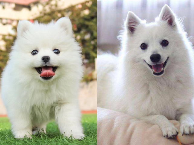 教你6个小技巧迅速分辨博美犬和狐狸犬