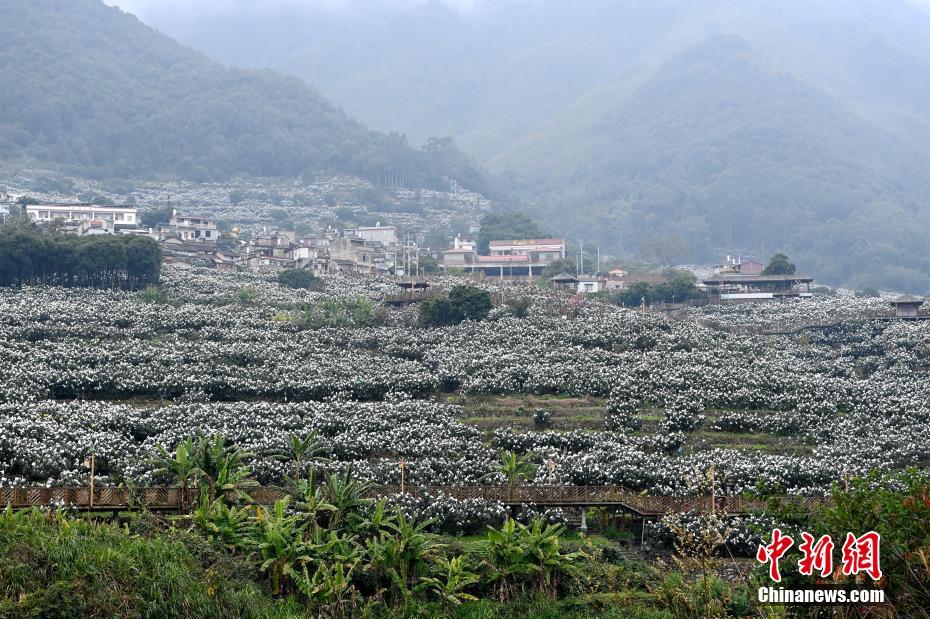 中国枇杷之乡福建云霄枇杷雪景迷人