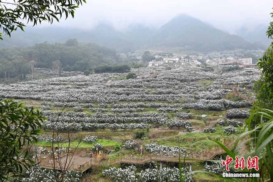 中国枇杷之乡福建云霄枇杷雪景迷人