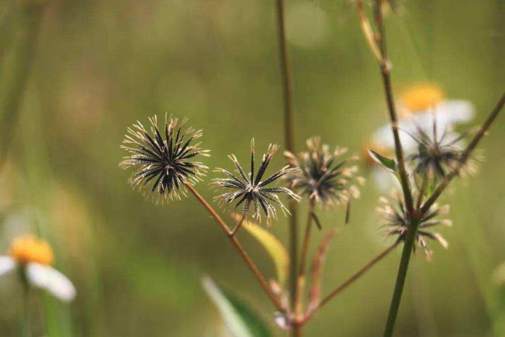 農村植物叫白花鬼針草人稱粘粘草金盞銀盤煮水作用厲害了