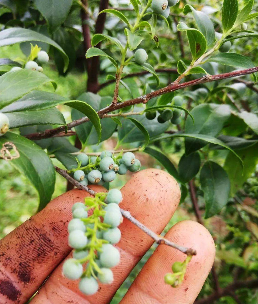 农村这种植物含有天然的黑色素可将米饭染成黑色果实很美味