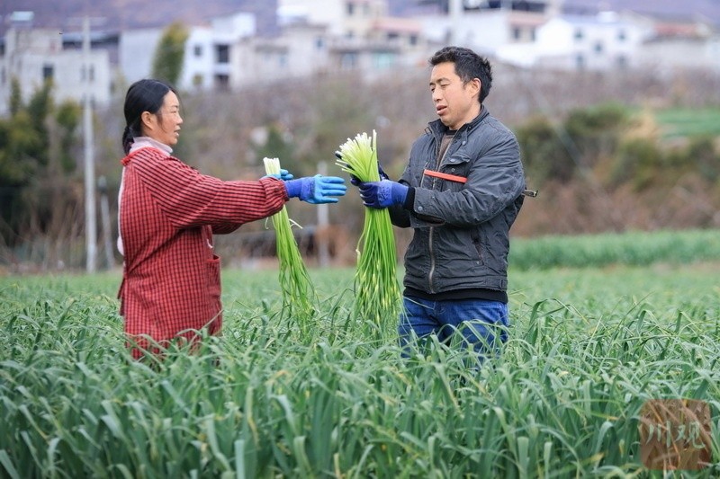 2月18日,走进初春时节的汉源县九襄镇,田间地头郁郁葱葱的蒜薹已成为"