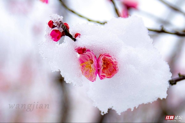 白雪红梅唯美图片