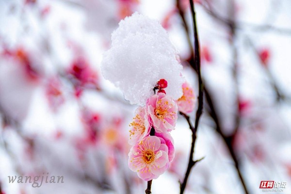 紅梅白雪絕美常德梅園迎來一場美學盛宴