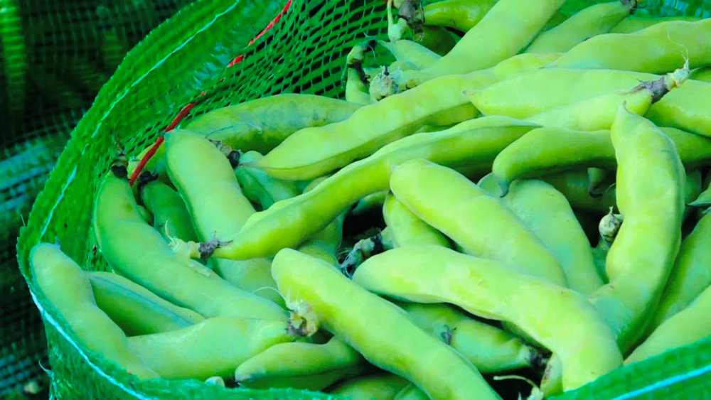 饱满粒大弥渡高品质冬春青蚕豆上线远销省内外