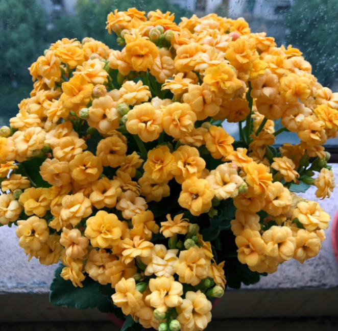 这花正月里抓紧 剪枝 春天才能够不停歇的开花 又美又飒 腾讯新闻