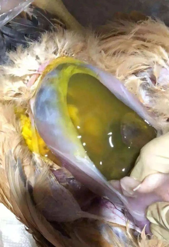 养鸭讲坛在腹水高引发的季节高发病该如何预防与诊断