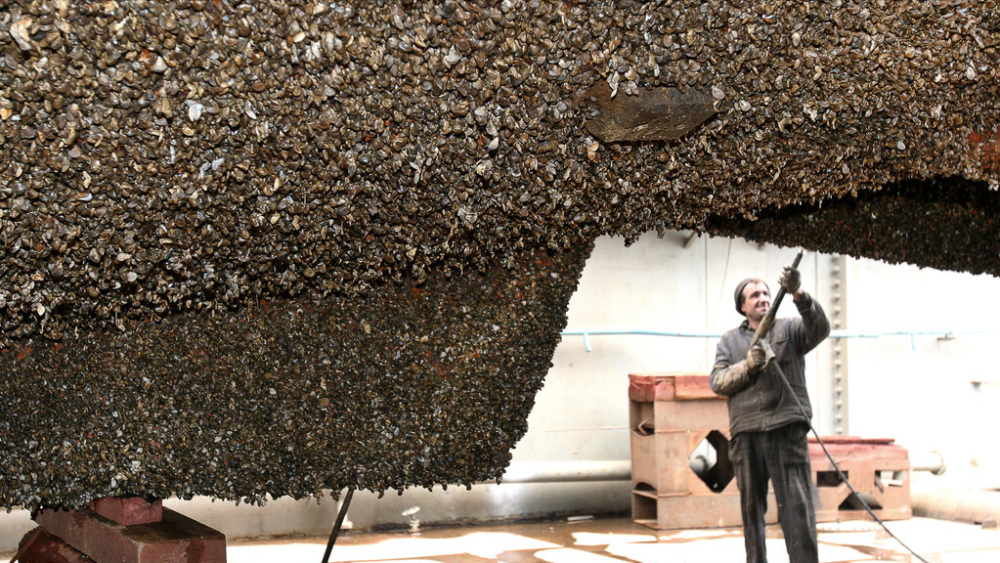 远洋帆船底部到底有多脏长满藤壶苔藓看高压水枪清洗过程