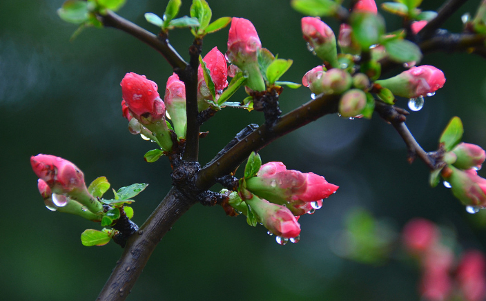 这一串串含苞待放的海棠花美的怎么看都看不够!