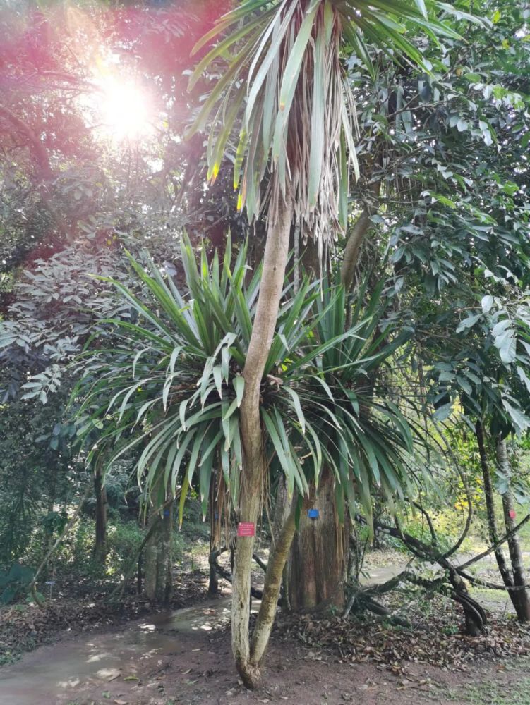 下面的植物叫劍葉龍血樹,其莖枝可提取中藥