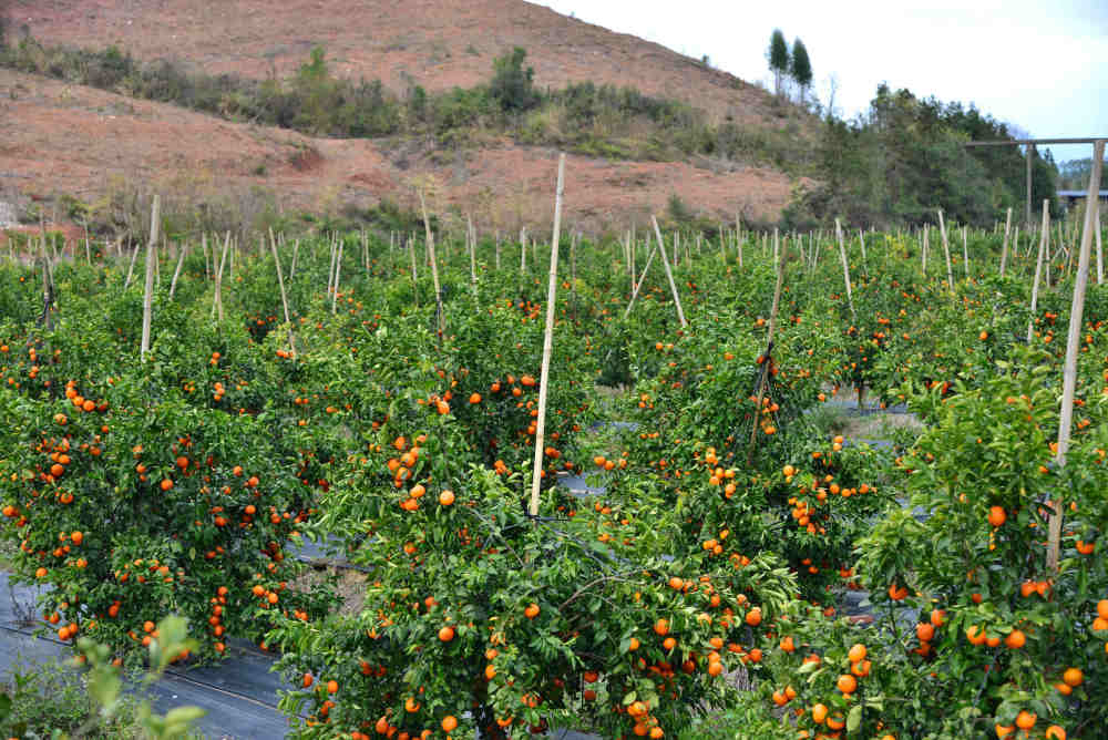 近日,记者走进河源市东源县双江镇高陂村梨坝小组松树湾沃柑种植基地