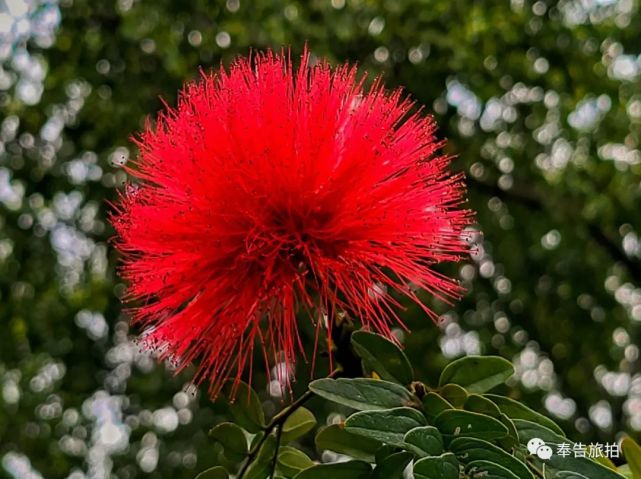 火焰花是冬天到到海南岛的游客最先感到诧异的花朵