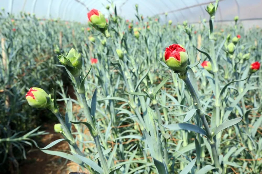 威宁县玉龙镇田坝社区康乃馨种植为乡村振兴锦上添花