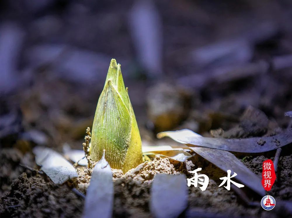 攝)冰雪皆散而為水東風解凍乍暖還寒雨水到來山東省濱州市唐李庵景區