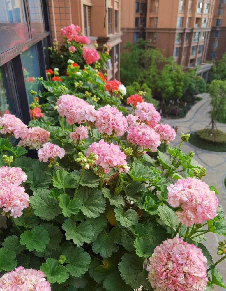 6种耐热的盆栽天竺葵度夏容易观赏价值高适合新手花友