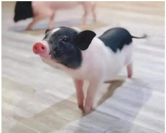 小香猪:小香猪是一种迷你的小型猪,原产于少数民族山区.