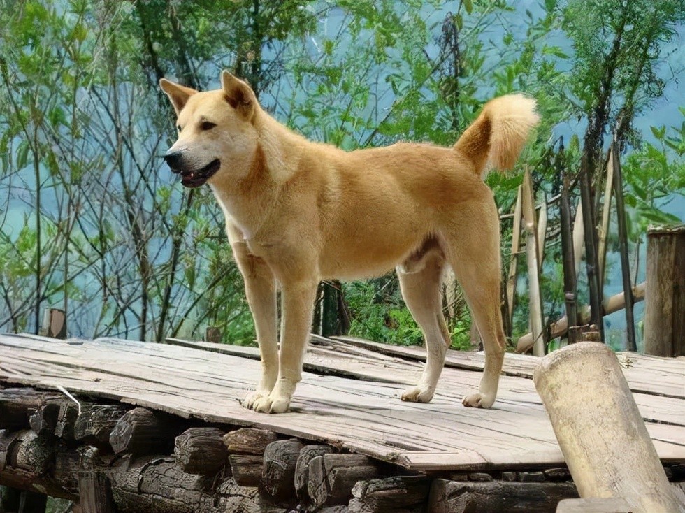 养一只"中华田园犬,有哪些优势?_腾讯新闻