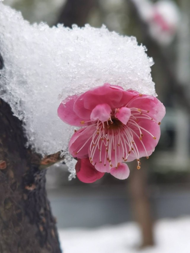 雪吻寒梅梅愈香