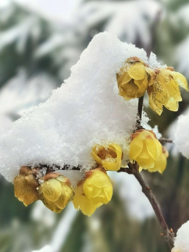 雪吻寒梅梅愈香