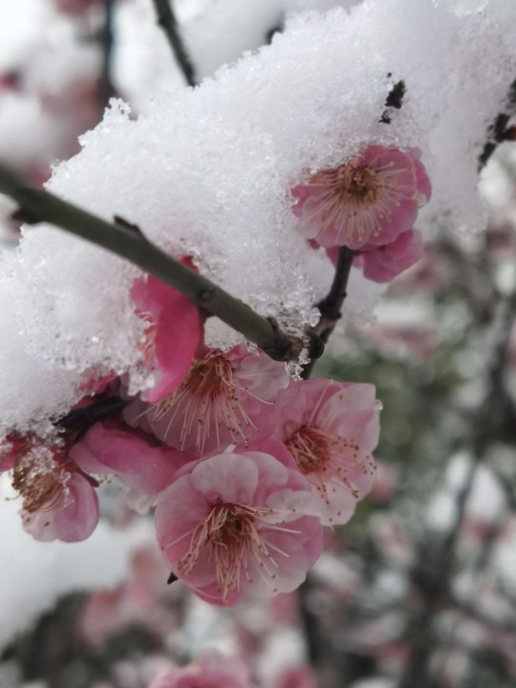 雪吻寒梅梅愈香_騰訊新聞