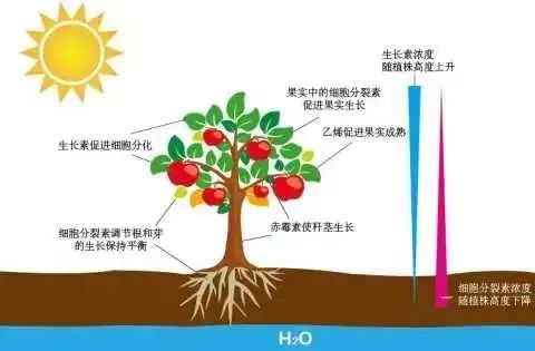 植物激素分類:植物生長調節劑是指一些具有植物激素活性的人工合成的