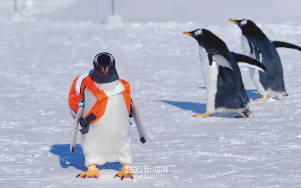 网红淘学企鹅跑到太阳岛雪博会爬上主塑一心想和冰墩墩合影